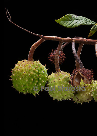 Aesculus hippocastanum (marronnier d'Inde) - fruits