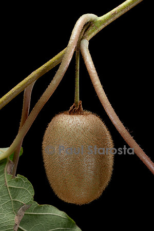 Actinidia deliciosa.(kiwi) - fruit