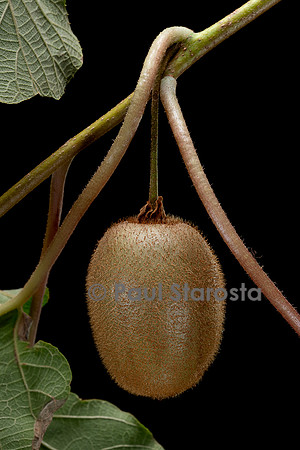 Actinidia deliciosa.(kiwi) - fruit