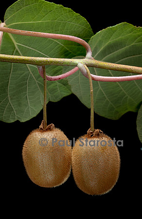 Actinidia deliciosa.(kiwi) - fruit