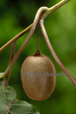 Actinidia deliciosa.(kiwi) - fruit