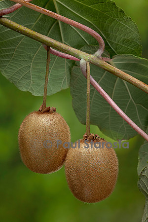 Actinidia deliciosa.(kiwi) - fruit