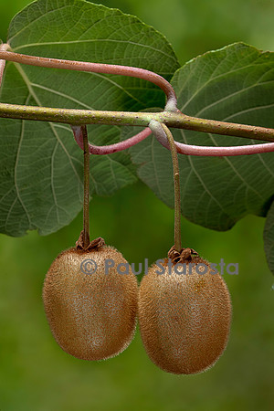 Actinidia deliciosa.(kiwi) - fruit
