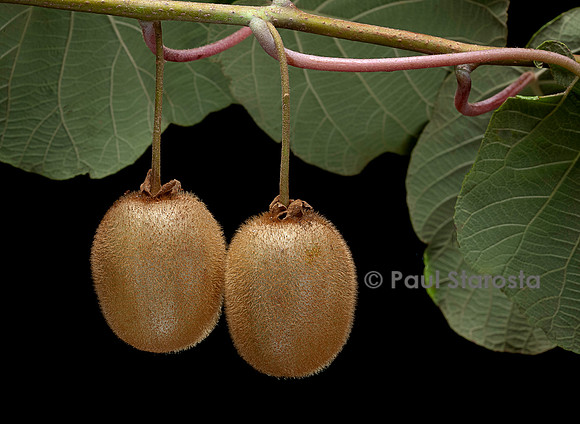 Actinidia deliciosa.(kiwi) - fruit