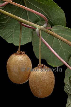 Actinidia deliciosa.(kiwi) - fruit