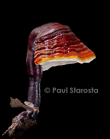 Ganoderma lucidum (ganoderme luisant, reishi)