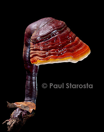 Ganoderma lucidum (ganoderme luisant, reishi)