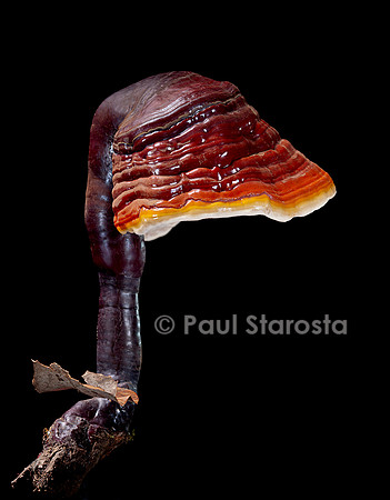 Ganoderma lucidum (ganoderme luisant, reishi)