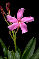 Nerium oleander (laurier-rose)