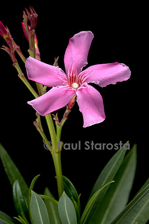 Nerium oleander (laurier-rose)