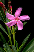 Nerium oleander (laurier-rose)