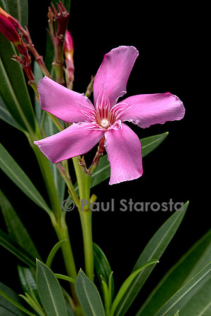 Nerium oleander (laurier-rose)