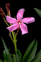 Nerium oleander (laurier-rose)