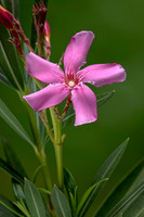 Nerium oleander (laurier-rose)