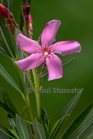 Nerium oleander (laurier-rose)