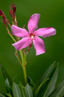 Nerium oleander (laurier-rose)