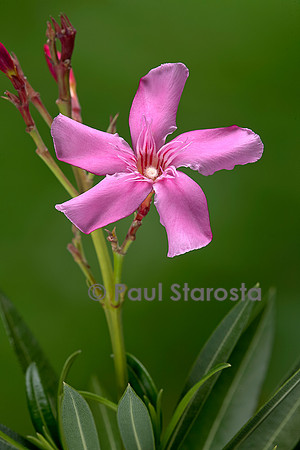 Nerium oleander (laurier-rose)