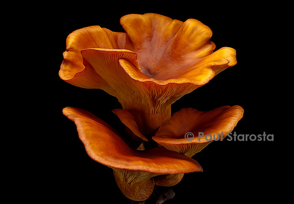 Omphalotus olearius (pleurote de l'olivier)