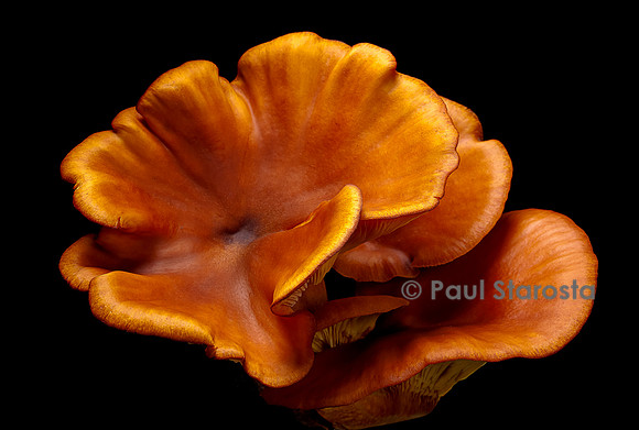 Omphalotus olearius (pleurote de l'olivier)