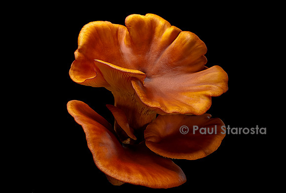 Omphalotus olearius (pleurote de l'olivier)