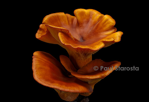 Omphalotus olearius (pleurote de l'olivier)