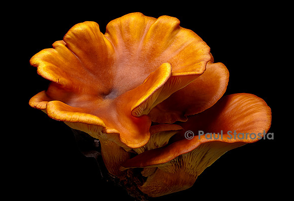 Omphalotus olearius (pleurote de l'olivier)