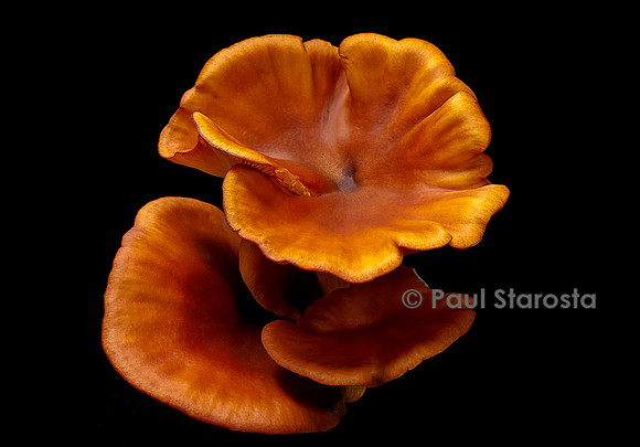 Omphalotus olearius (pleurote de l'olivier)