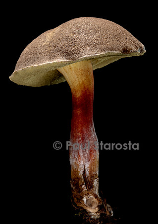 Xerocomellus chrysenteron (bolet à chair jaune)