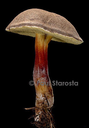Xerocomellus chrysenteron (bolet à chair jaune)