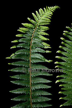 Polystichum setiferum (polystic à soies, fougère des fleuristes)- fronde ayant souffert d'une anomalie de croissance