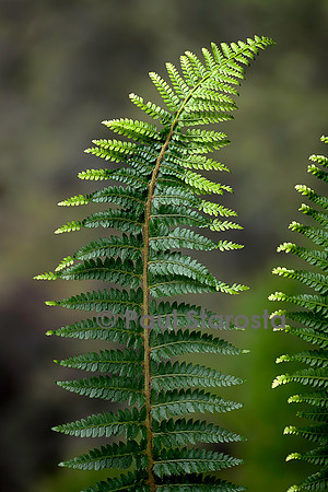 Polystichum setiferum (polystic à soies, fougère des fleuristes)- fronde ayant souffert d'une anomalie de croissance