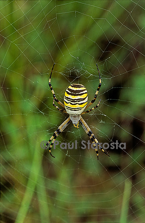 Argiope bruennichi (épeire fasciée, épeire frelon, argiope frelon, argiope rayée, argiope fasciée)