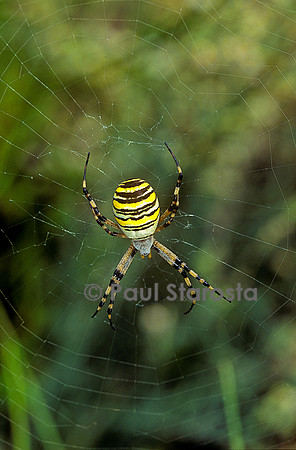 Argiope bruennichi (épeire fasciée, épeire frelon, argiope frelon, argiope rayée, argiope fasciée)