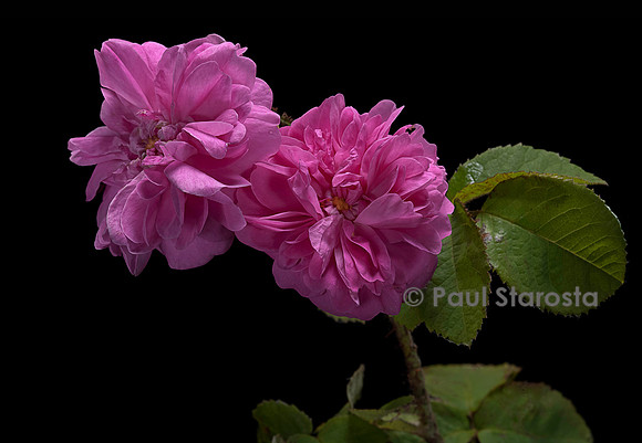 Rosa X centifolia muscosa ‘Duchesse d'Abrantès’
