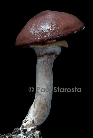 Suillus luteus (bolet jaune, nonnette voilée)