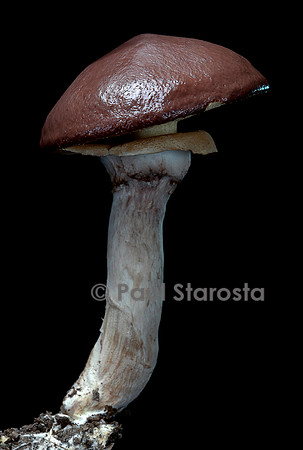 Suillus luteus (bolet jaune, nonnette voilée)