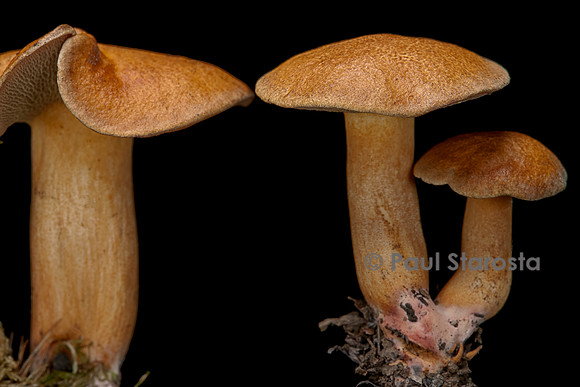 Suillus bovinus (bolet des bouviers)
