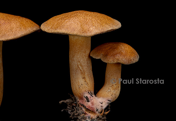 Suillus bovinus (bolet des bouviers)