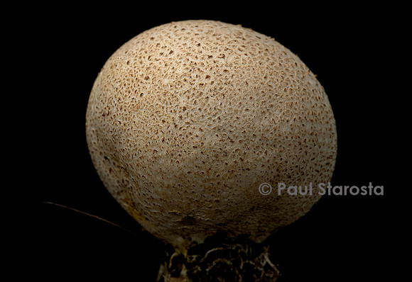 Scleroderma areolatum (scléroderme aréolé)