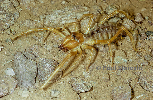 Paragaleodes occidentalis (solifuge)