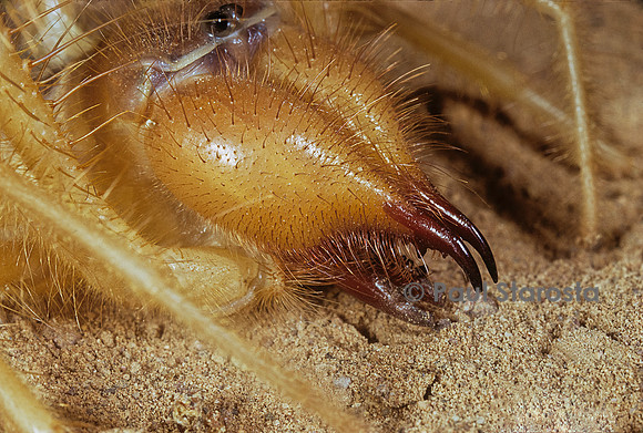 Paragaleodes occidentalis (solifuge) - chélicères