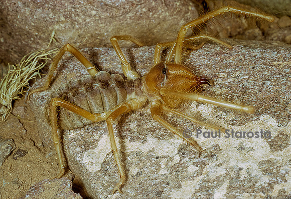 Paragaleodes occidentalis (solifuge)