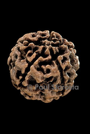 Elaeocarpus angustifolius (larme de Shiva, cerisier bleu)