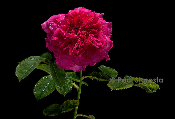 Rosa X centifolia ‘Paul Ricault’