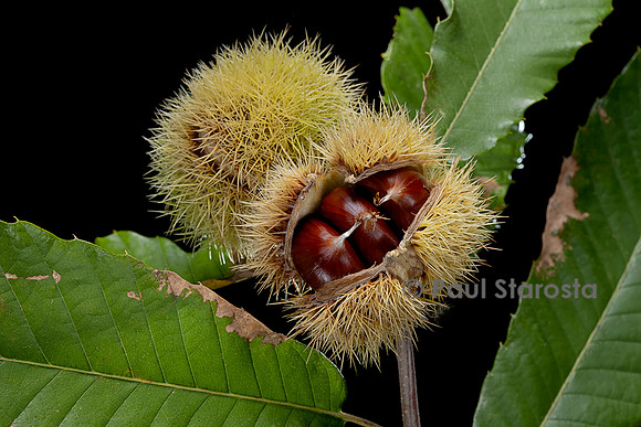 Castanea sativa (Châtaignier, châtaignier commun) - fruits (bogues)