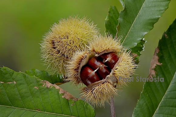 Castanea sativa (Châtaignier, châtaignier commun) - fruits (bogues)