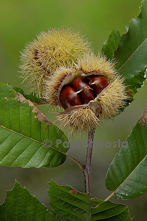 Castanea sativa (Châtaignier, châtaignier commun) - fruits (bogues)