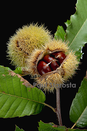 Castanea sativa (Châtaignier, châtaignier commun) - fruits (bogues)