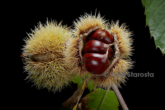Castanea sativa (Châtaignier, châtaignier commun) - fruit (bogue)