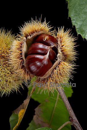 Castanea sativa (Châtaignier, châtaignier commun) - fruit (bogue)